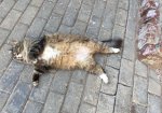 Охрана ЦМИАР - заслуженная сиеста